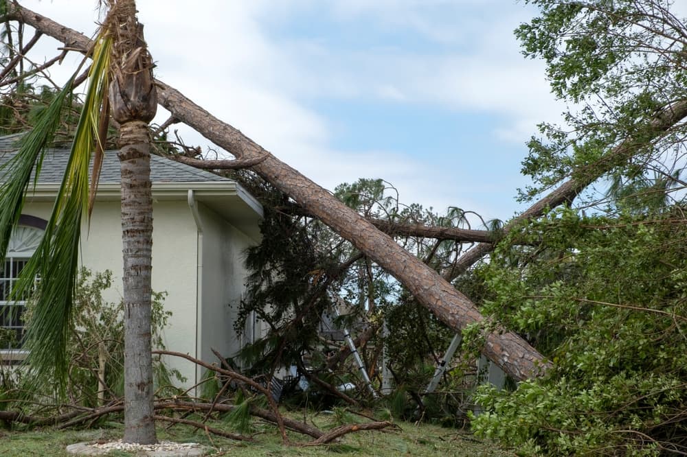 Fallen down debris after strong tropical storm winds